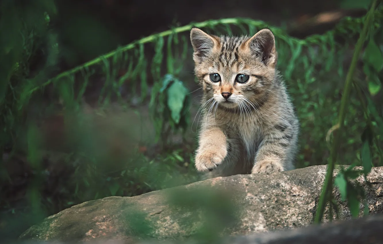 Photo wallpaper cat, pose, the dark background, baby, kitty, wild, forest