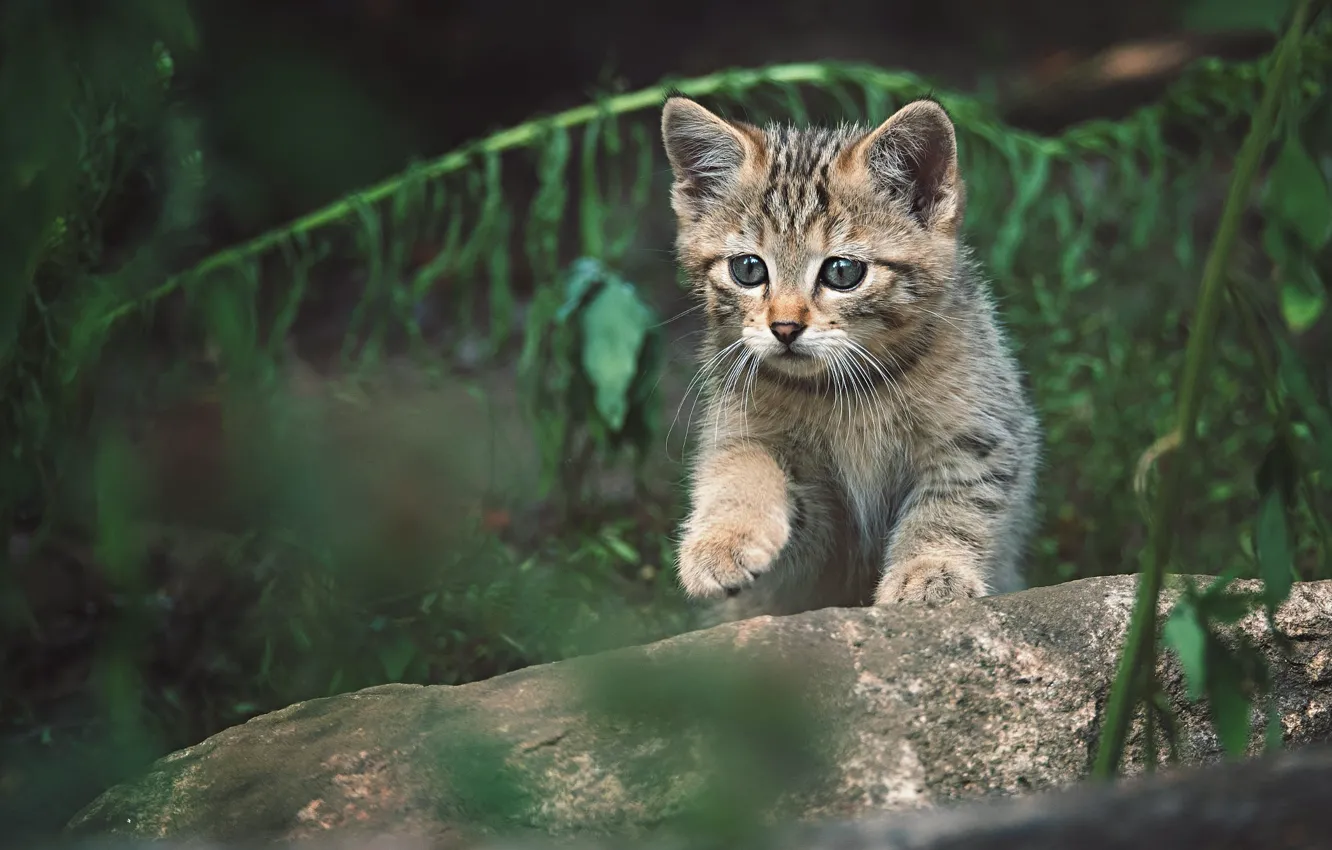 Photo wallpaper cat, pose, the dark background, kitty, baby, wild, forest