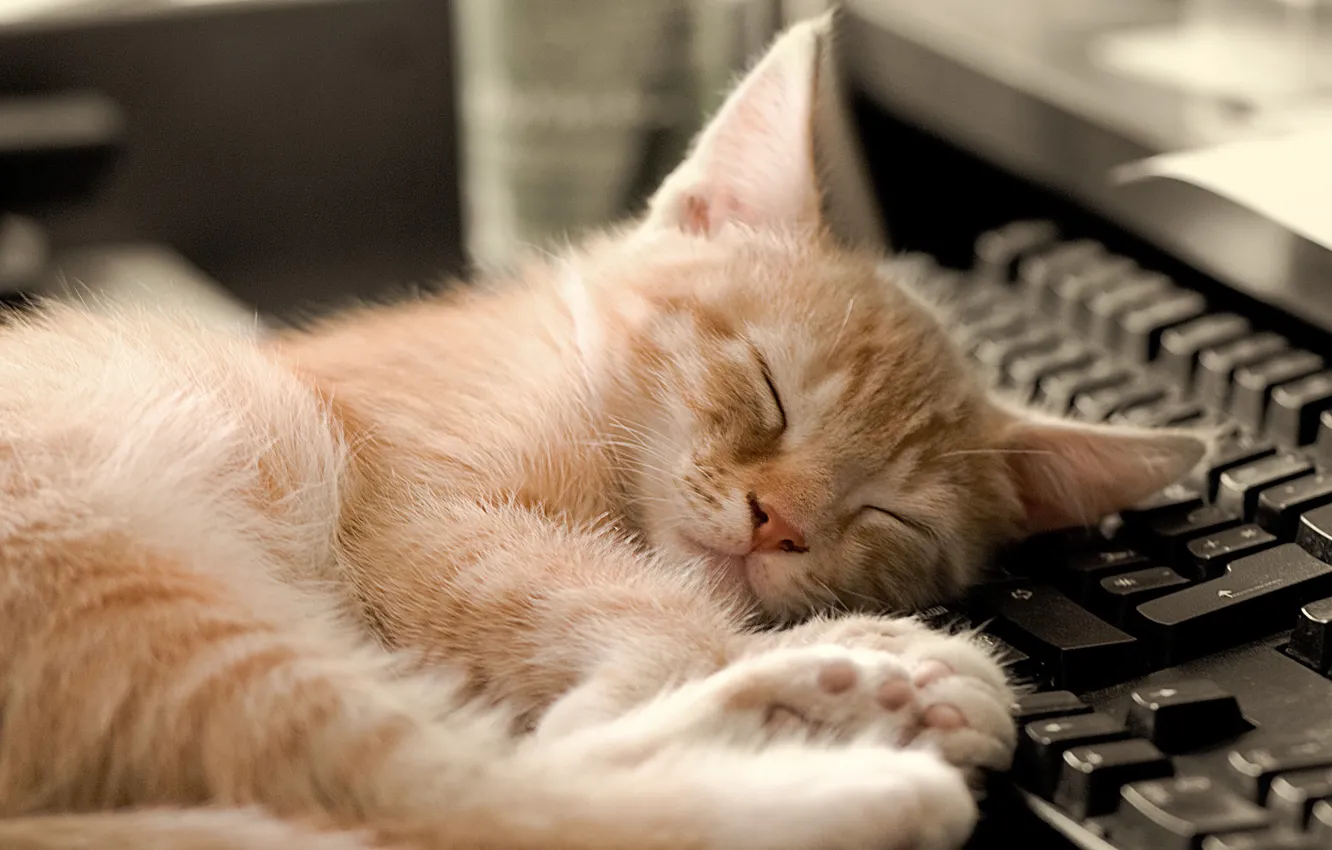 Photo wallpaper sleeping, keyboard, kitty