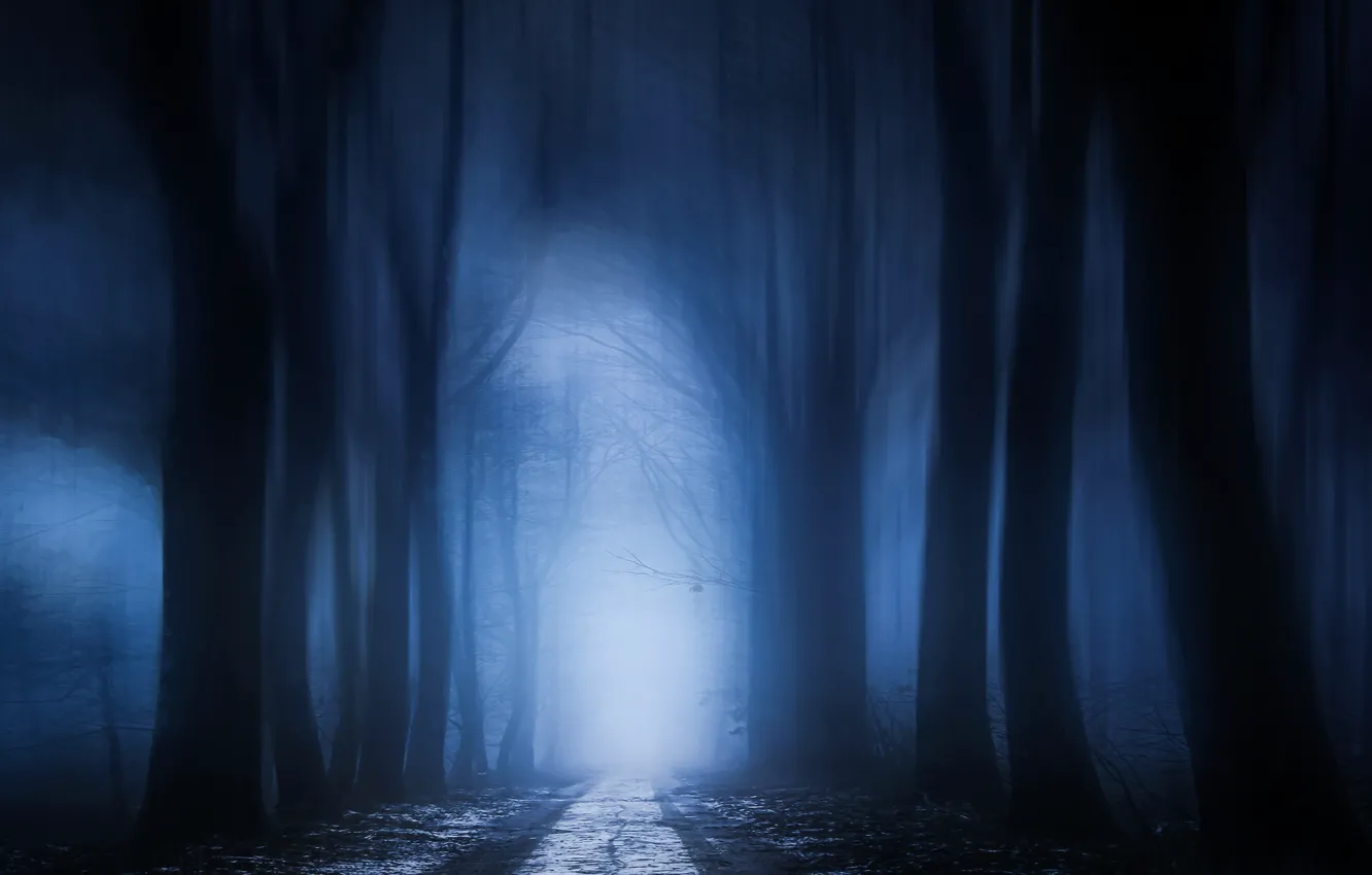 Photo wallpaper road, autumn, forest, trees, fog