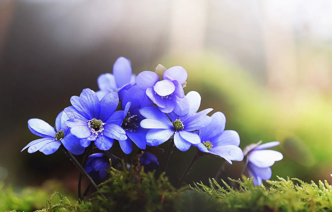 Photo wallpaper macro, blue, petals, anemone, pechenocna