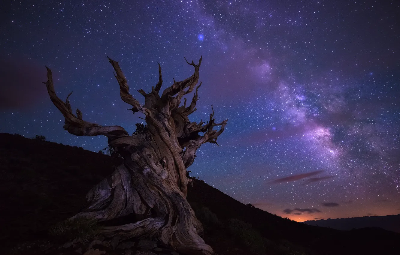 Photo wallpaper sky, night, stars, tree, Milky Way