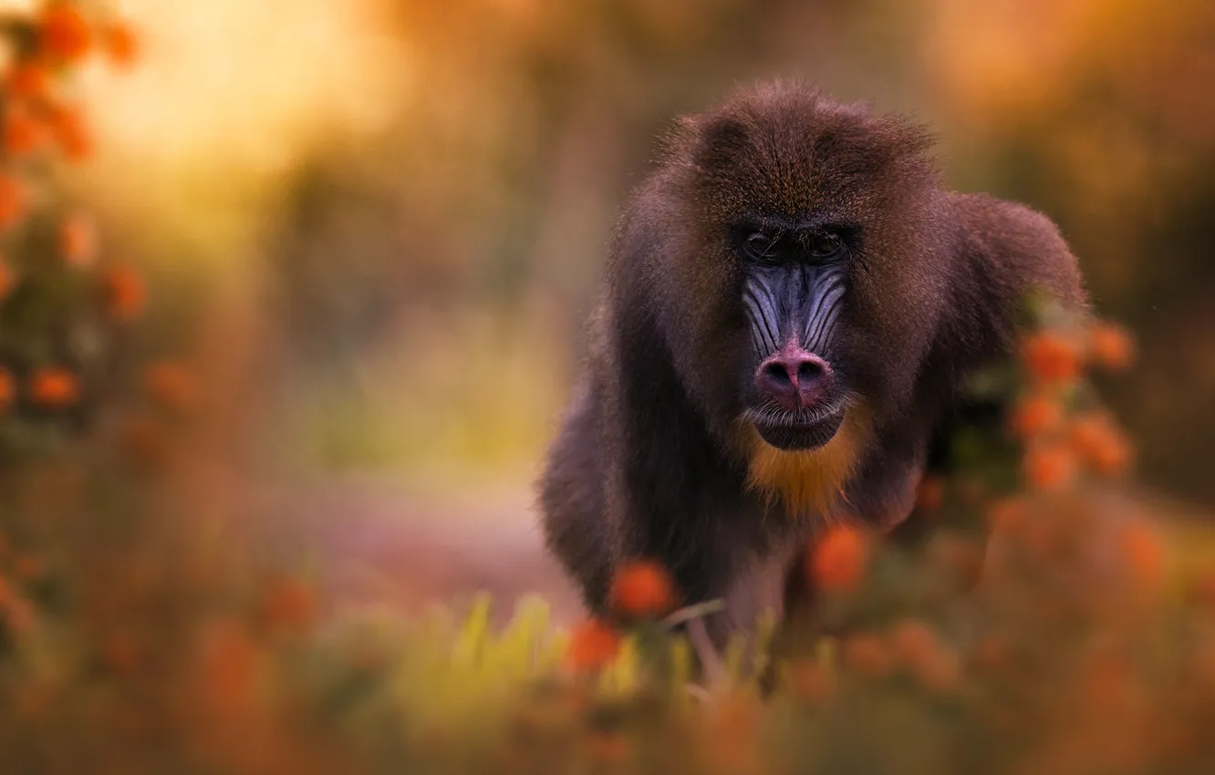Photo wallpaper look, face, flowers, nature, portrait, monkey, bokeh, blurred background