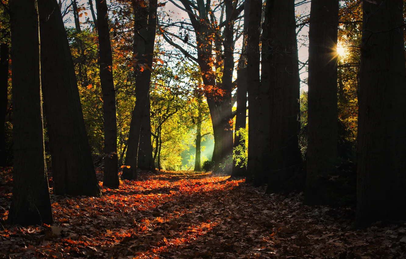 Photo wallpaper rays, trees, morning, Autumn, falling leaves, grove, autumn