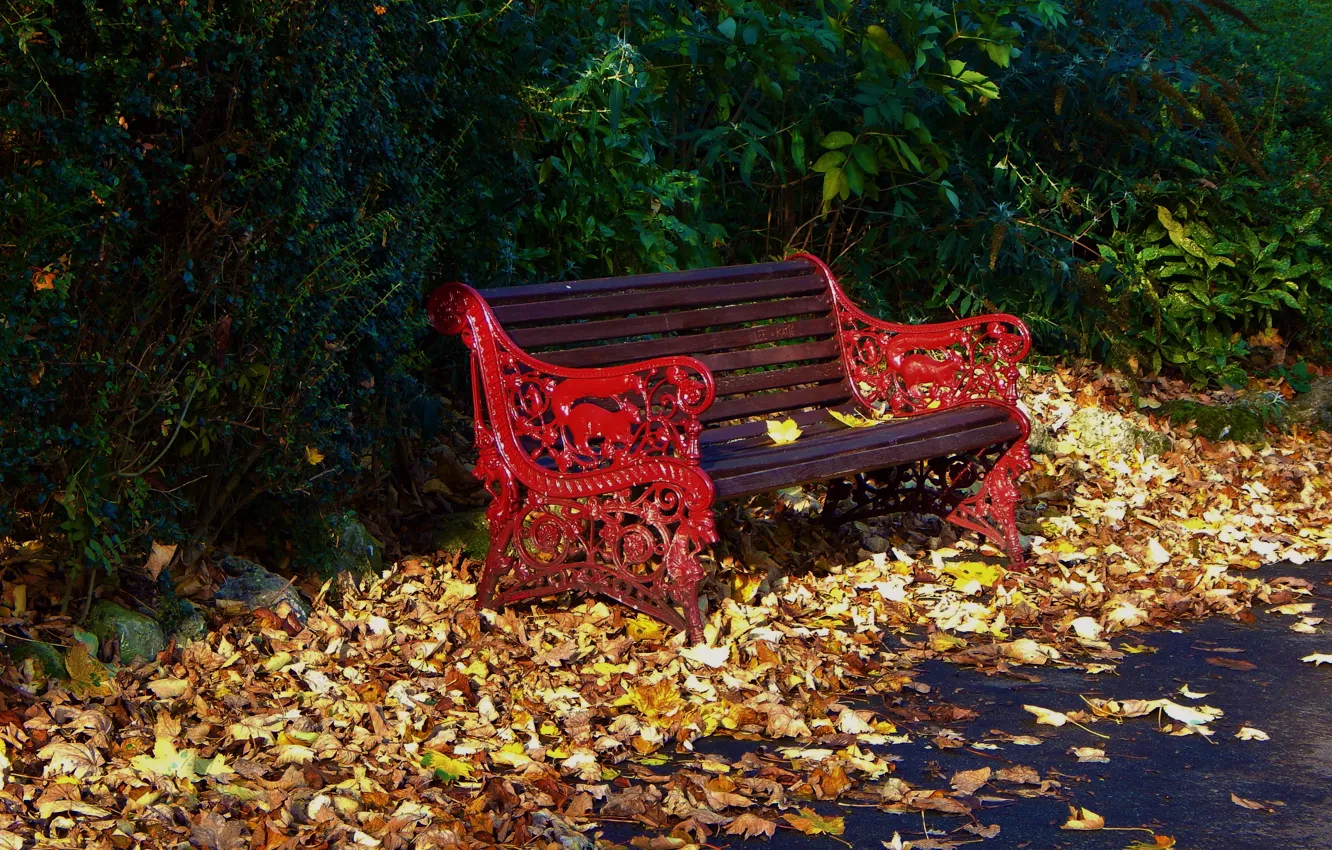 Photo wallpaper bench, Park, foliage, Autumn, falling leaves, park, autumn, leaves