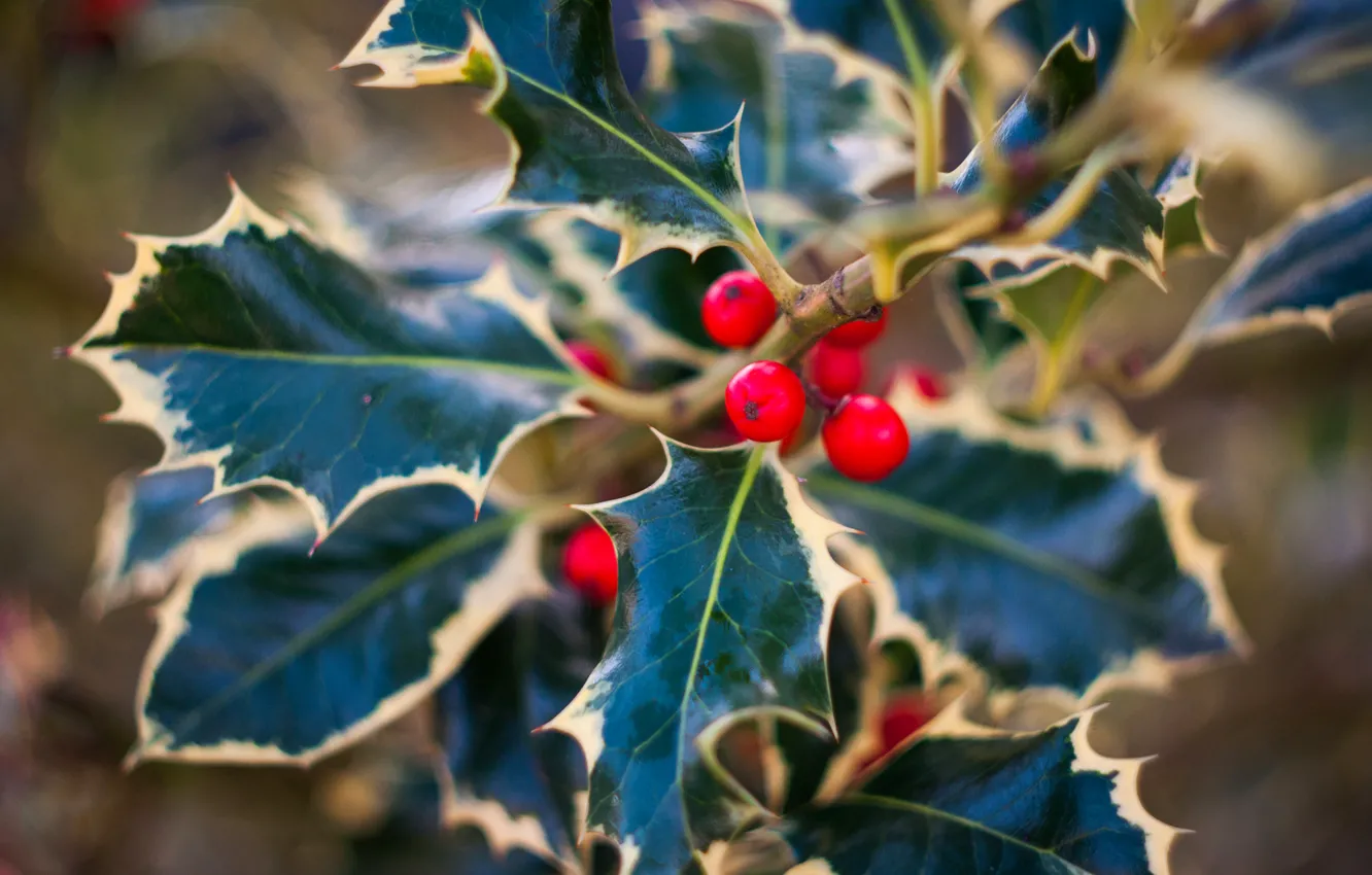 Photo wallpaper leaves, red, berries, plant, Holly, Holly