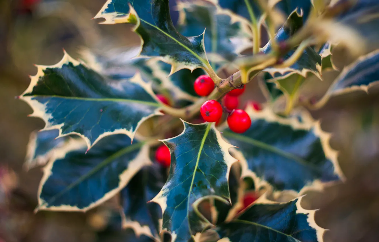 Photo wallpaper leaves, berries, plant, red, Holly, Holly