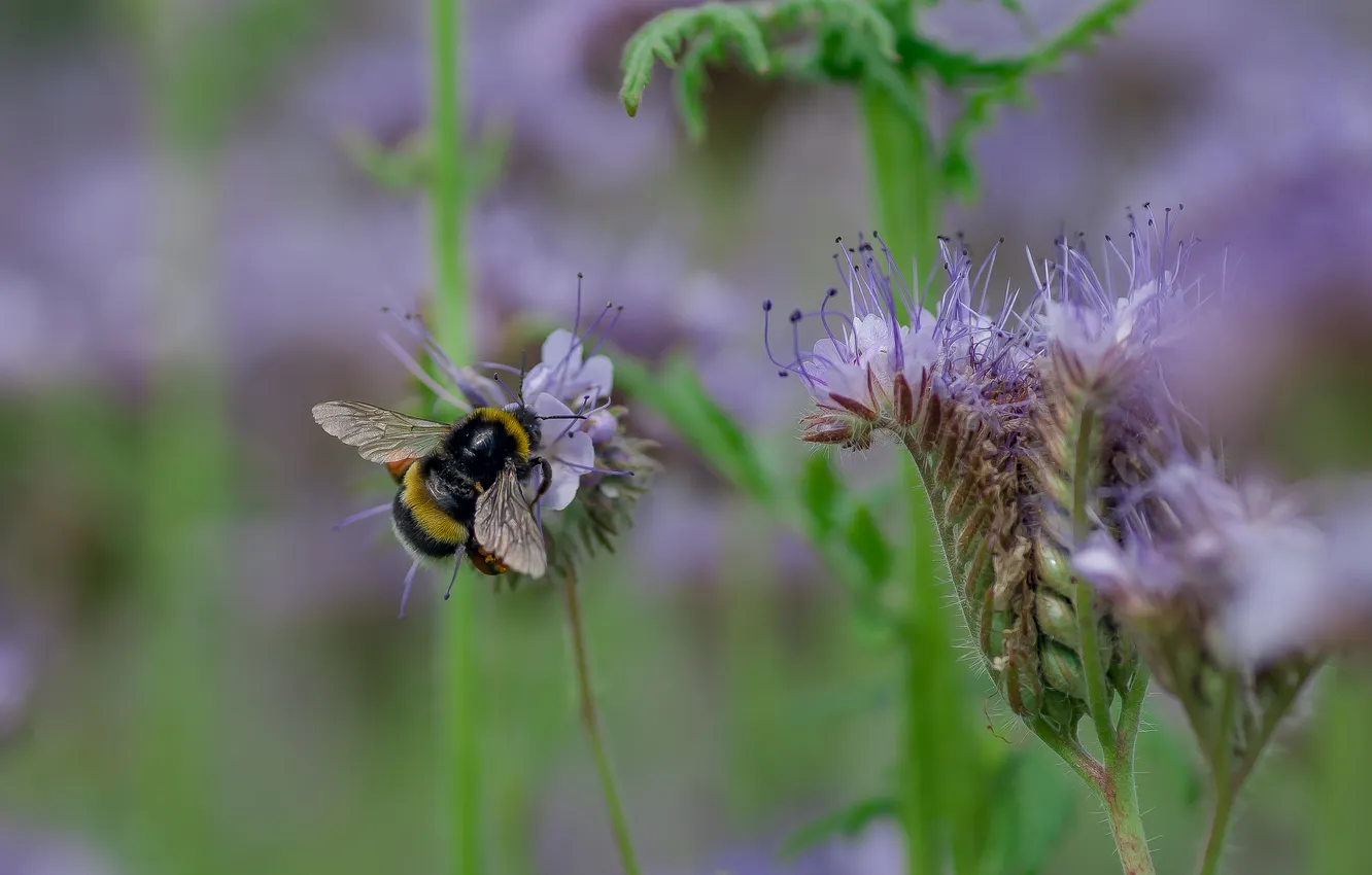 Photo wallpaper summer, macro, flowers, nature, bumblebee, phacelia