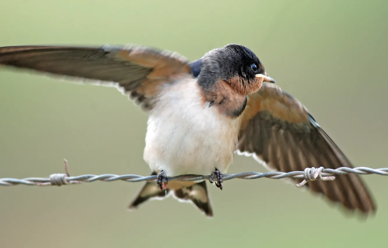 Photo wallpaper nature, bird, wire, wings