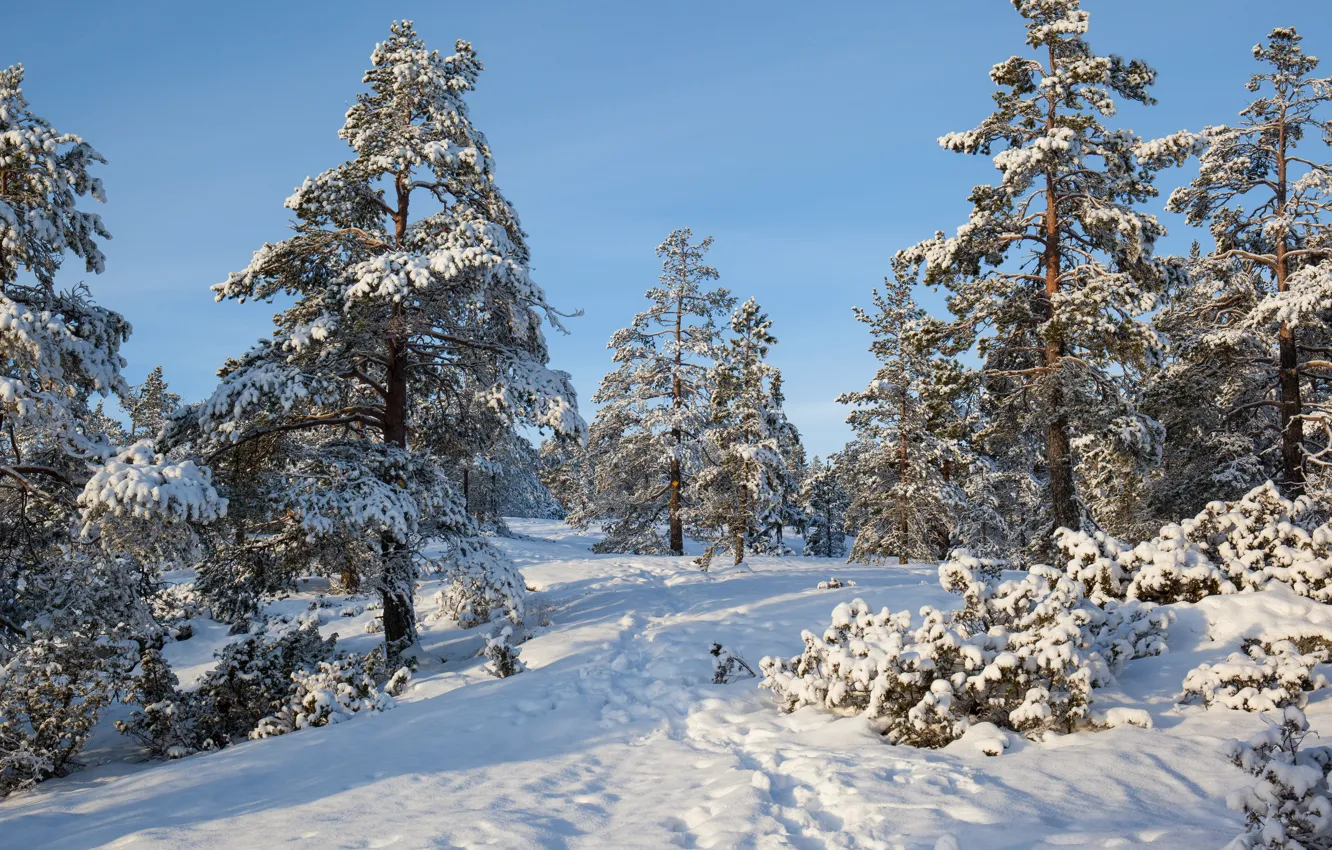 Photo wallpaper winter, forest, snow, trees, Sweden