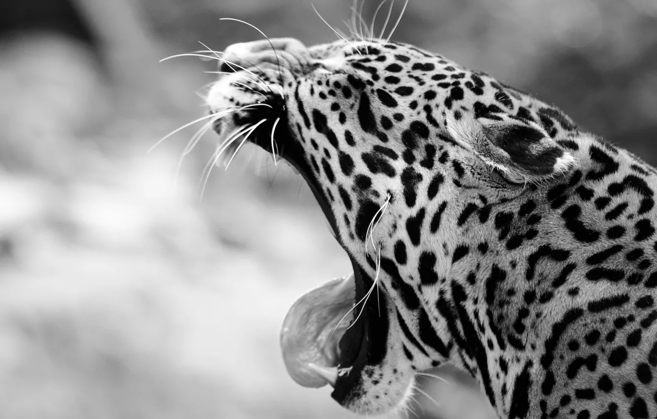 Photo wallpaper language, face, mouth, fangs, Jaguar, black and white, wild cat, yawns