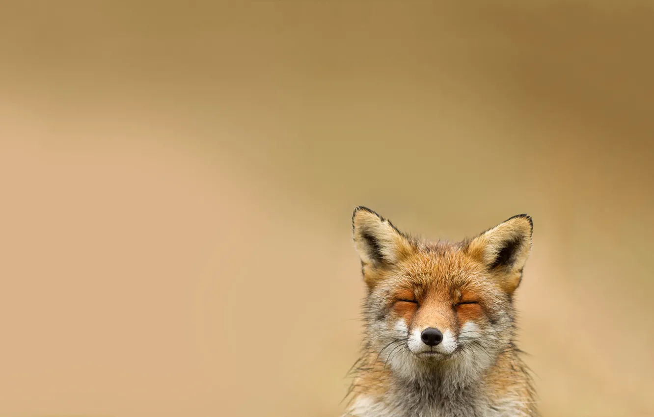 Photo wallpaper animal, Fox, smiling