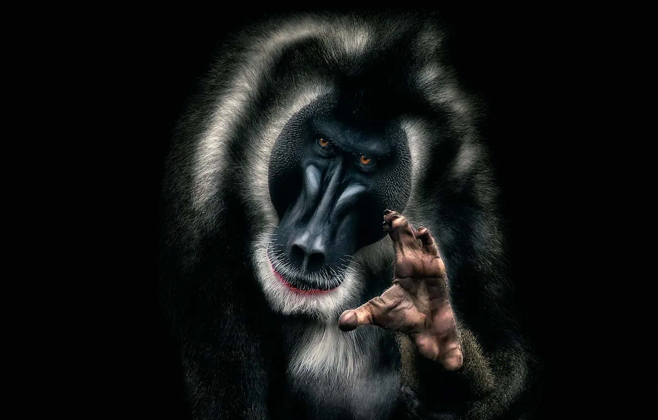 Photo wallpaper look, the primacy of, mandrill