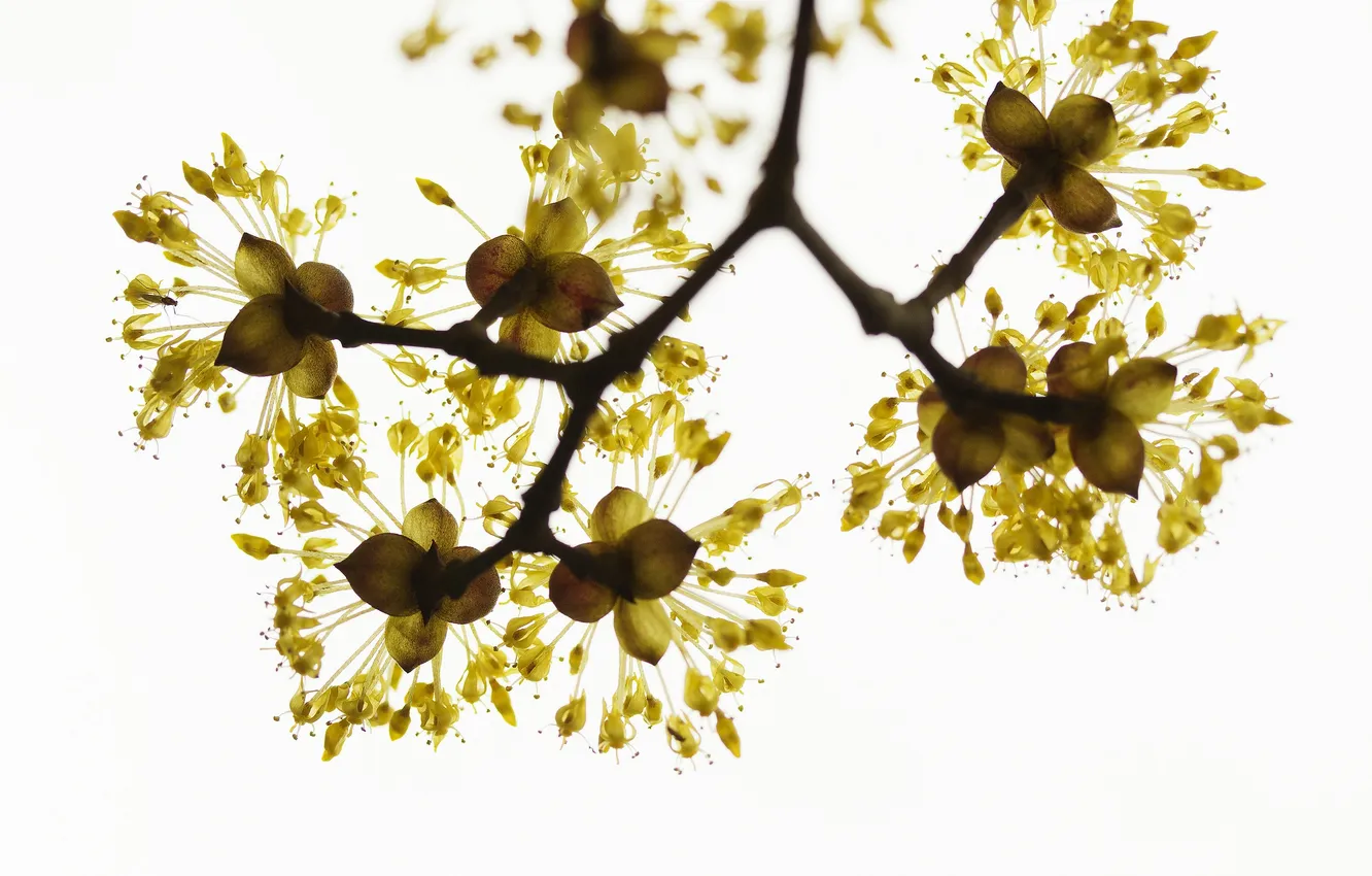 Photo wallpaper flowers, branches, nature, spring