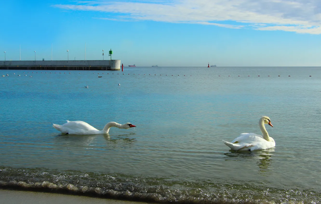 Photo wallpaper swan, sea, bird, water