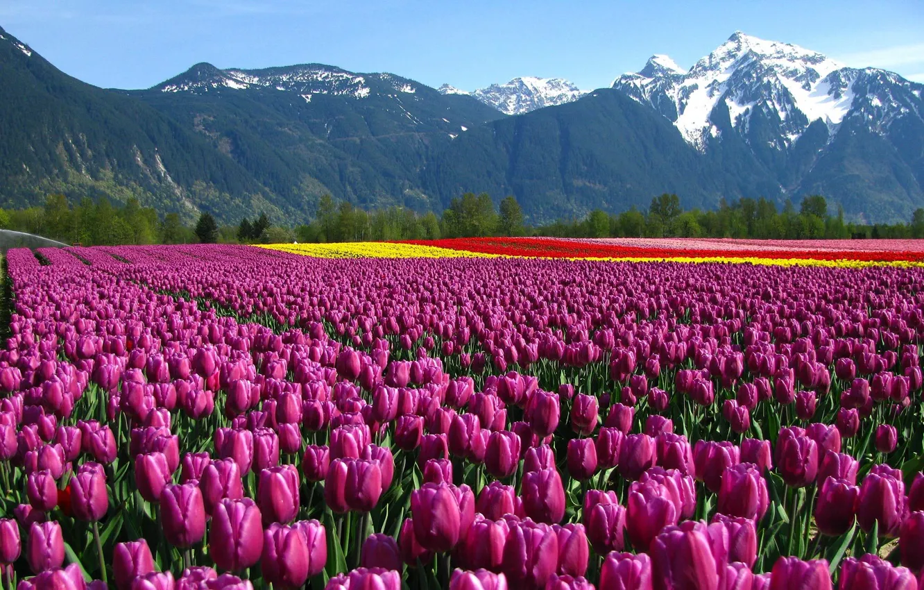 Photo wallpaper field, flowers, mountains, tulips