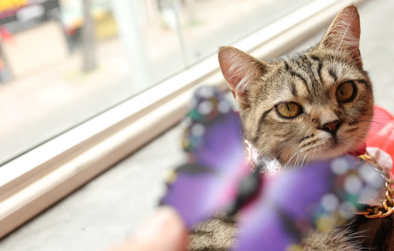 Photo wallpaper cat, cat, look, butterfly, portrait, window, chain, striped