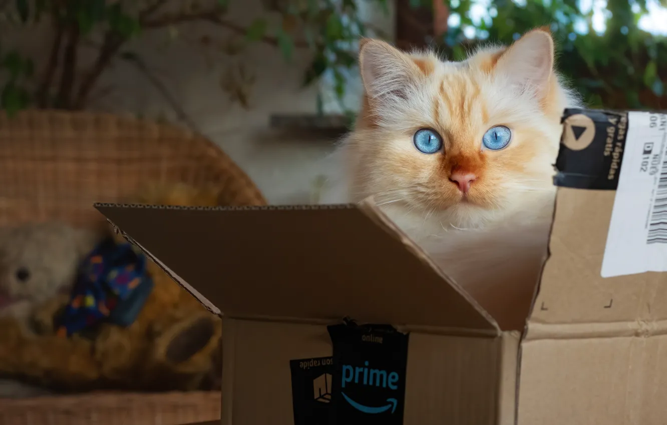 Photo wallpaper cat, cat, look, room, box, the game, blue eyes, Peeps