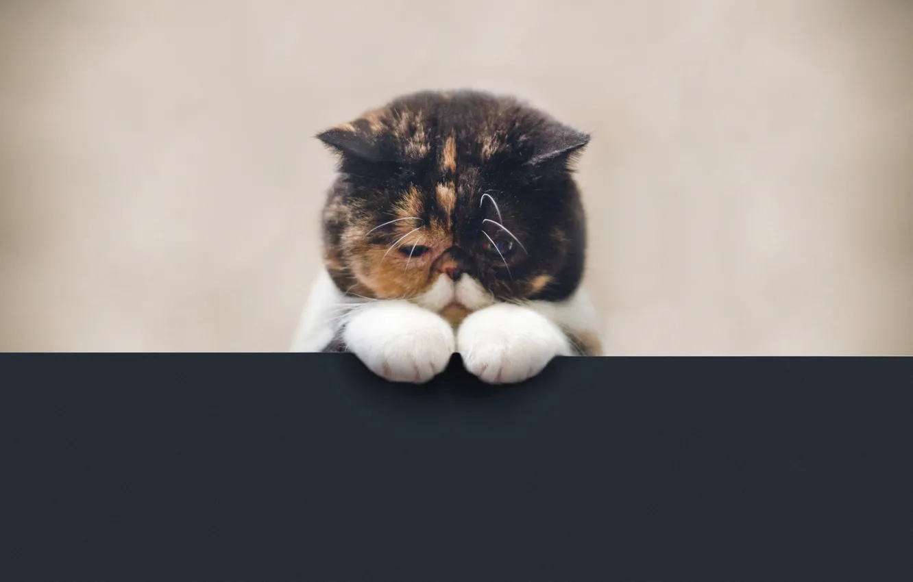 Photo wallpaper cat, look, Pudge the cat