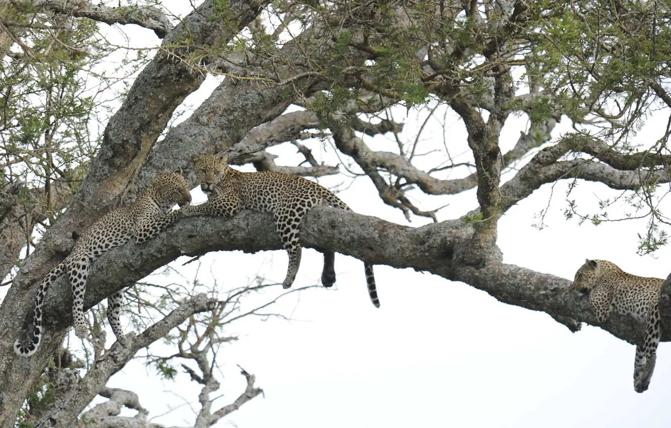 Photo wallpaper tree, stay, leopard, big cat