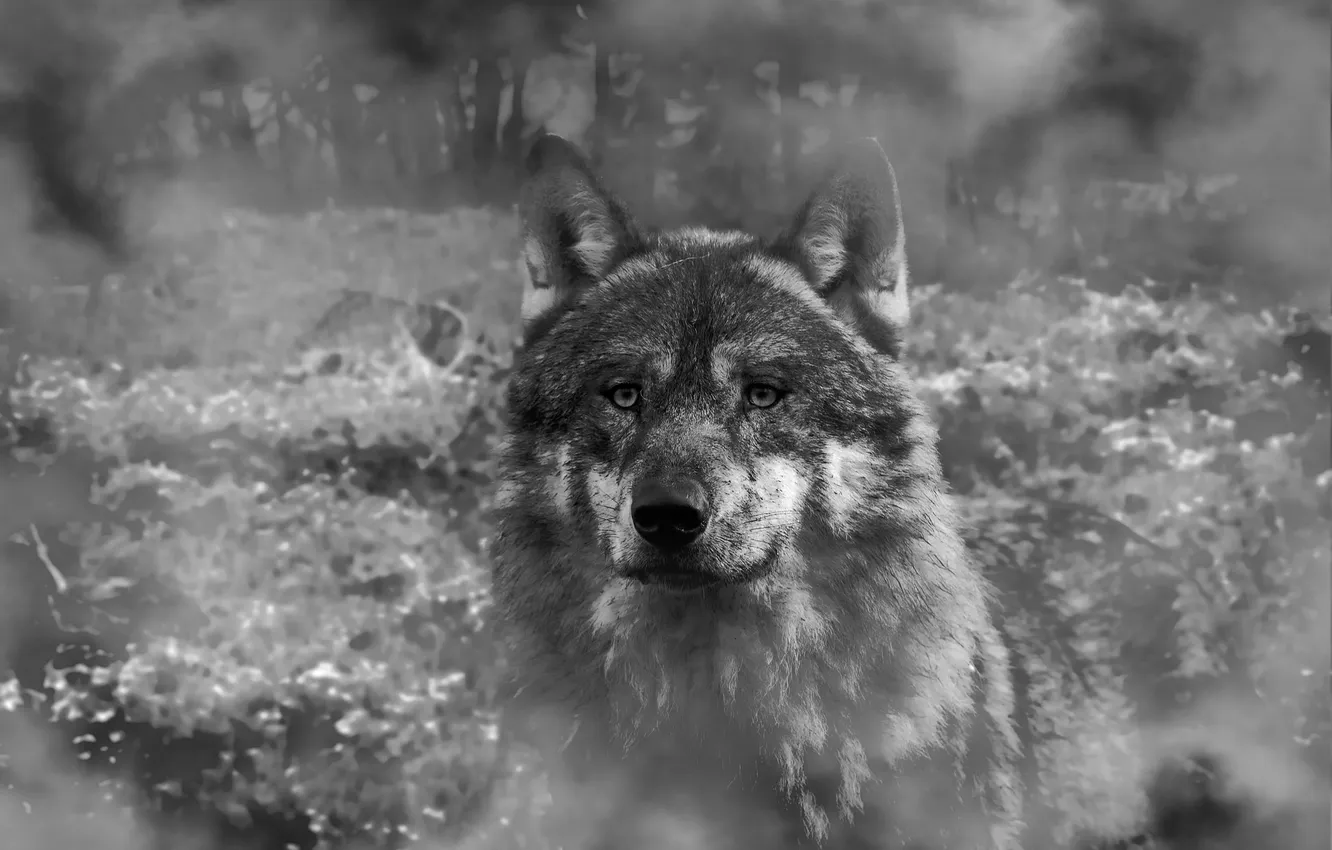 Photo wallpaper Predator, nature, snow, face, animal, wolf, canis lupus, wildlife