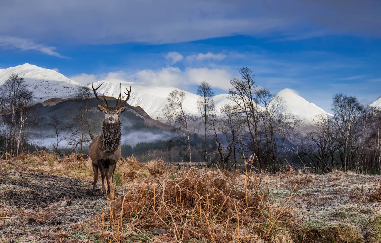 Photo wallpaper the sky, clouds, mountains, deer, horns