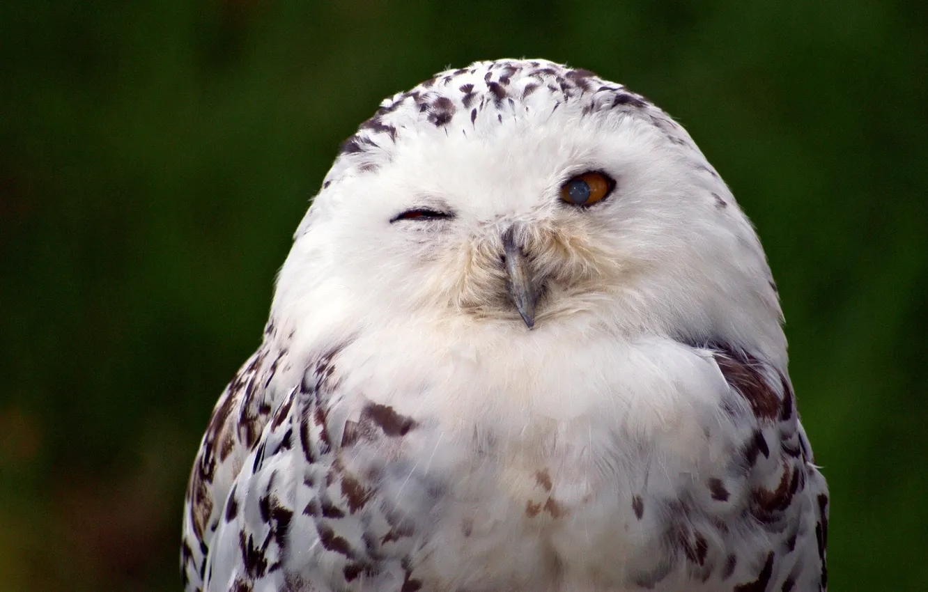 Photo wallpaper bird, snowy owl, white owl