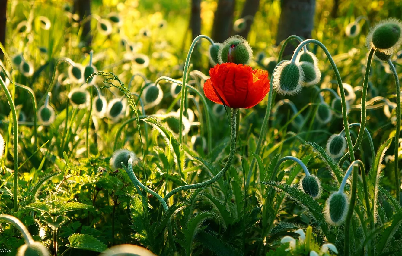 Photo wallpaper flower, field, poppy