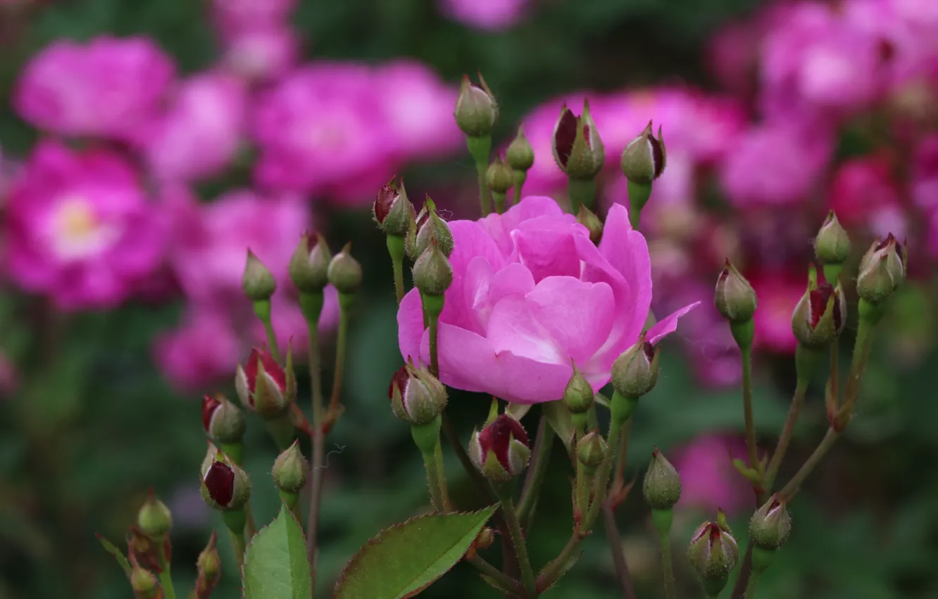 Photo wallpaper roses, pink, roses, the rose Bush