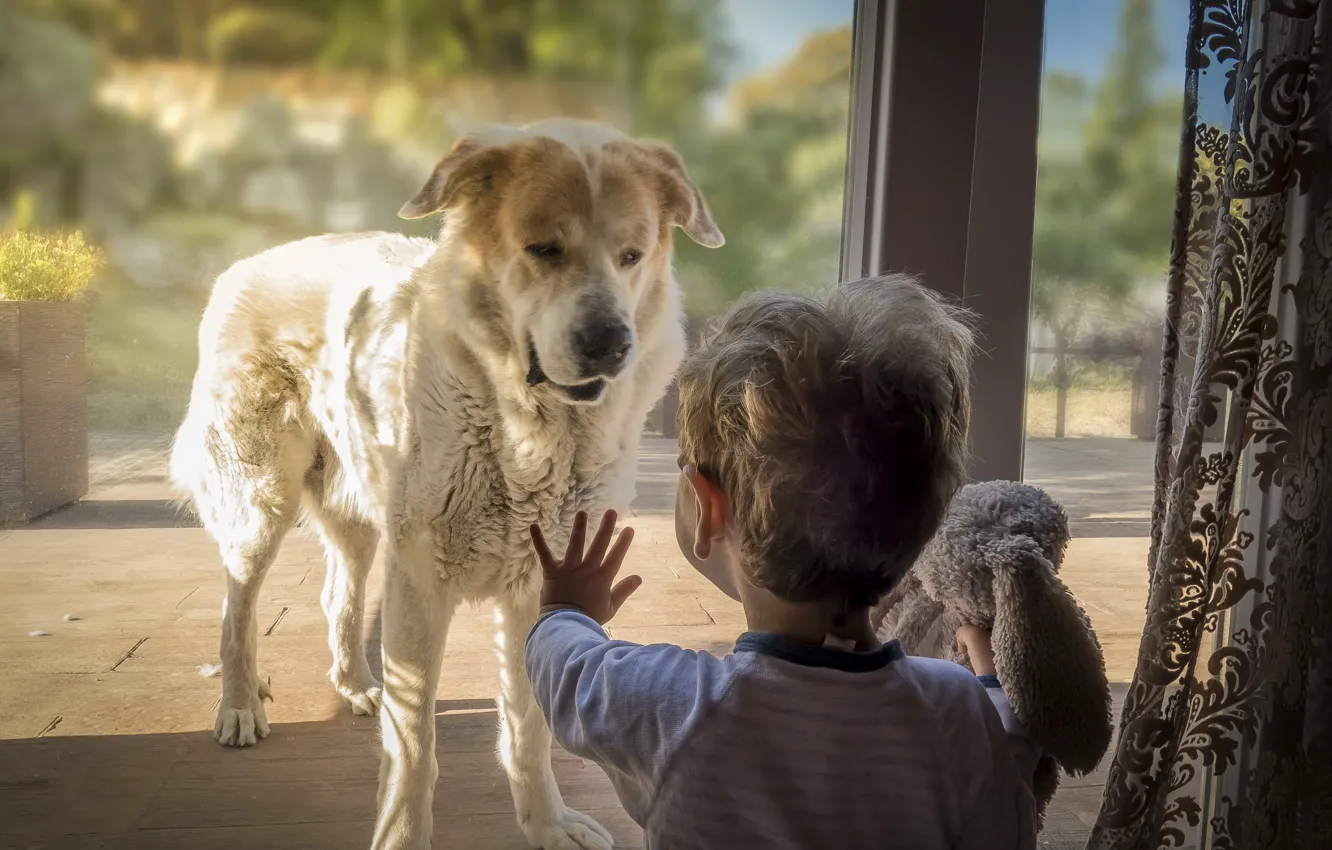 Photo wallpaper home, dog, boy