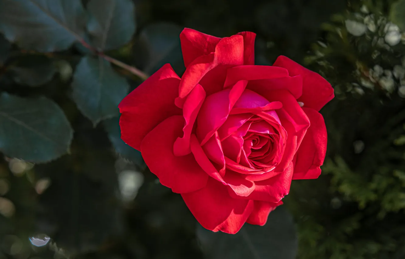 Photo wallpaper leaves, flowers, red, roses
