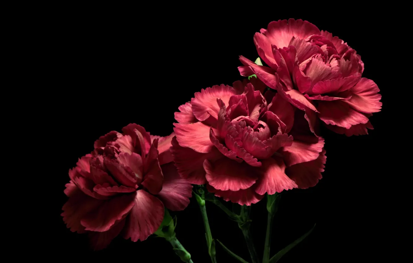 Photo wallpaper flowers, background, clove