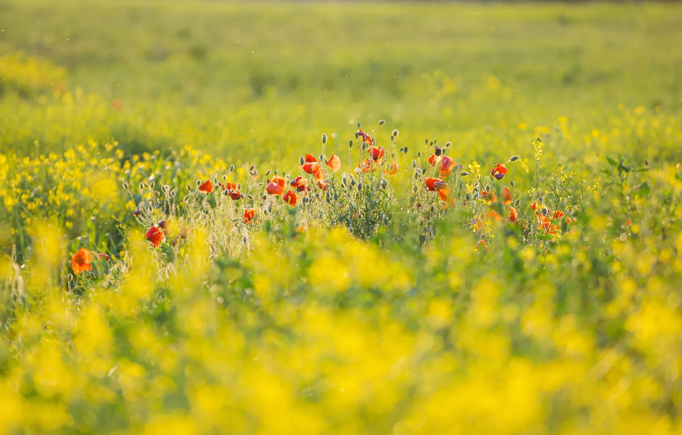 Photo wallpaper field, summer, light, flowers, yellow, red, Maki, meadow