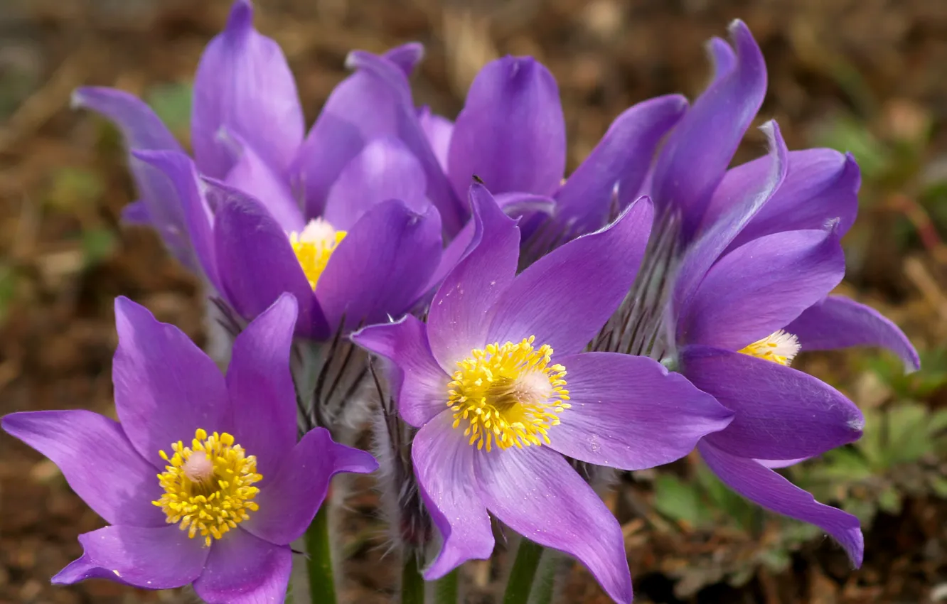Photo wallpaper flowers, spring, lilac, cross