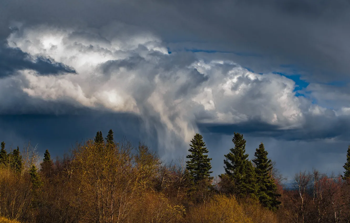 Photo wallpaper the storm, forest, the sky, clouds, trees, branches, clouds, nature