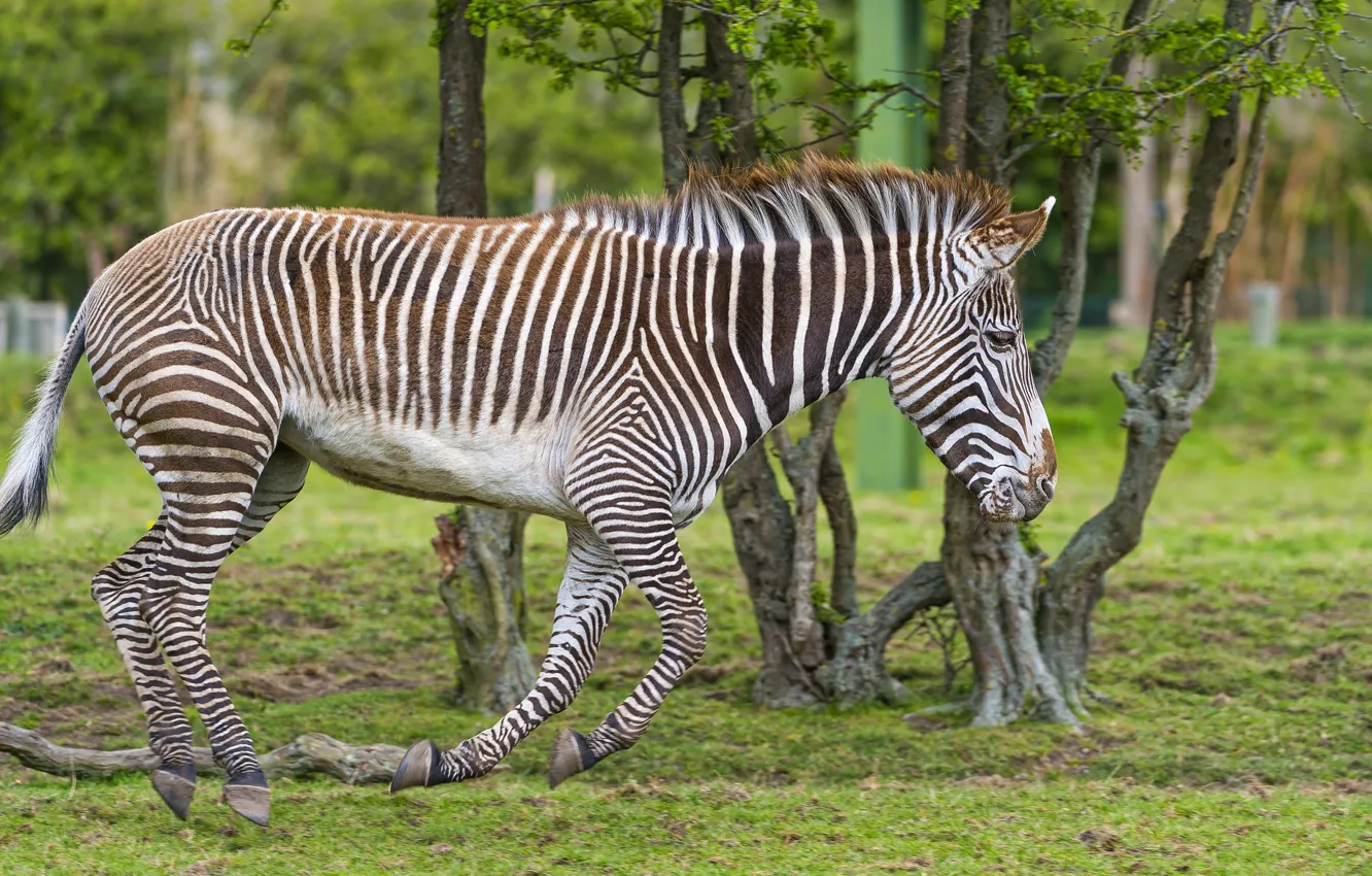 Photo wallpaper grass, Zebra, jump
