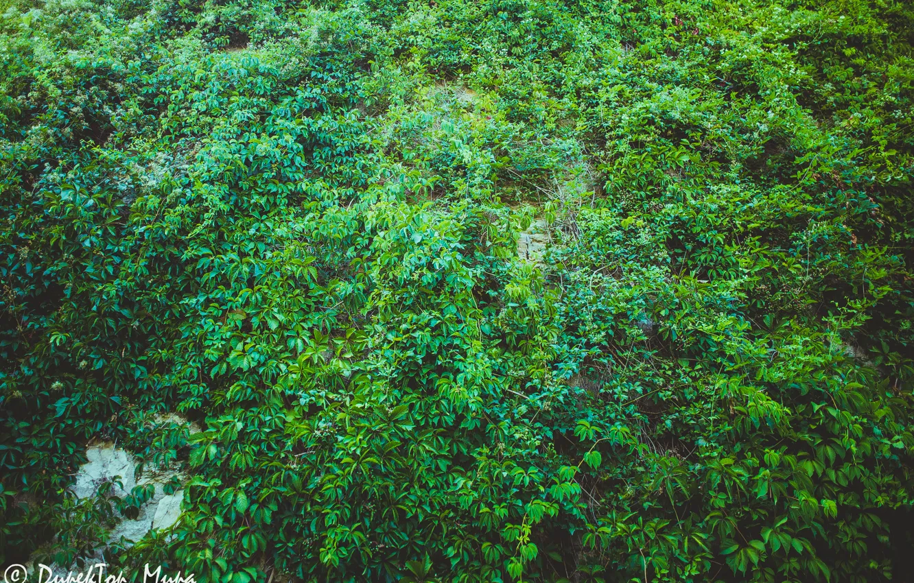 Photo wallpaper greens, grass, foliage, Sevastopol.