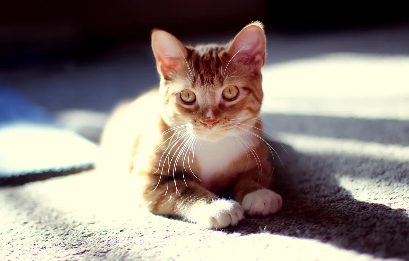 Photo wallpaper cat, light, home