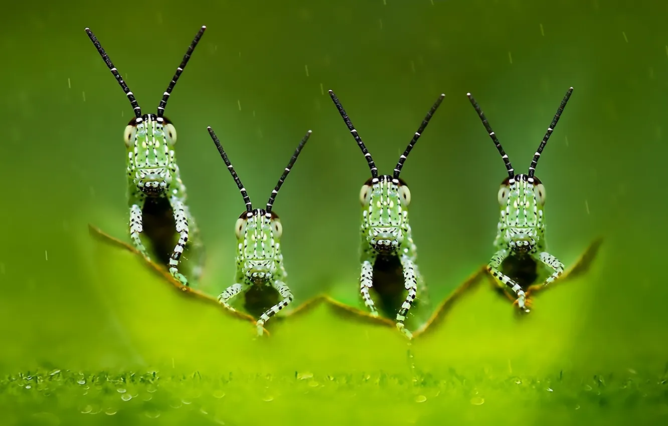 Photo wallpaper Insects, antennae, Quartet, grasshoppers