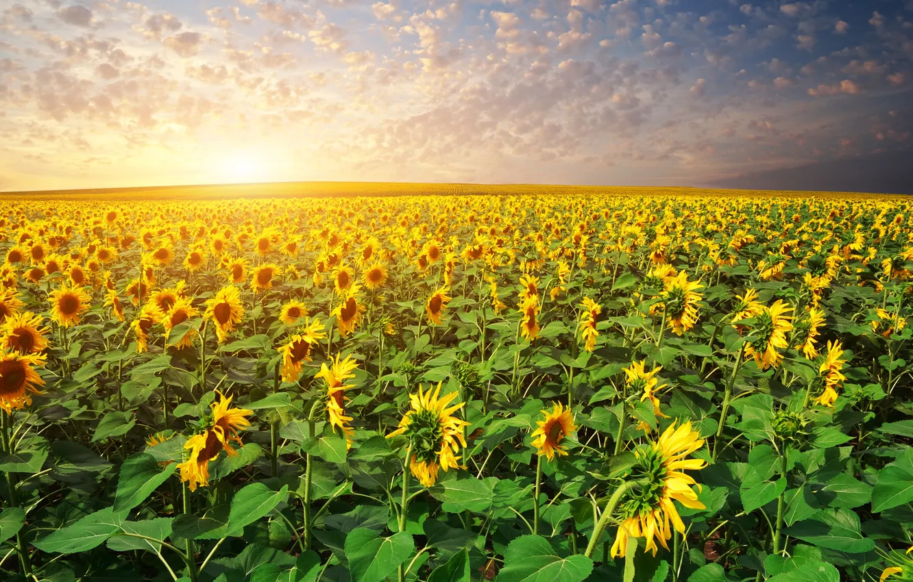 Photo wallpaper field, clouds, sunflowers, landscape, sunset