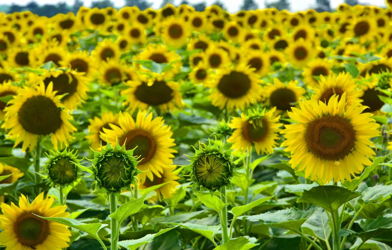 Photo wallpaper summer, sunflowers, nature