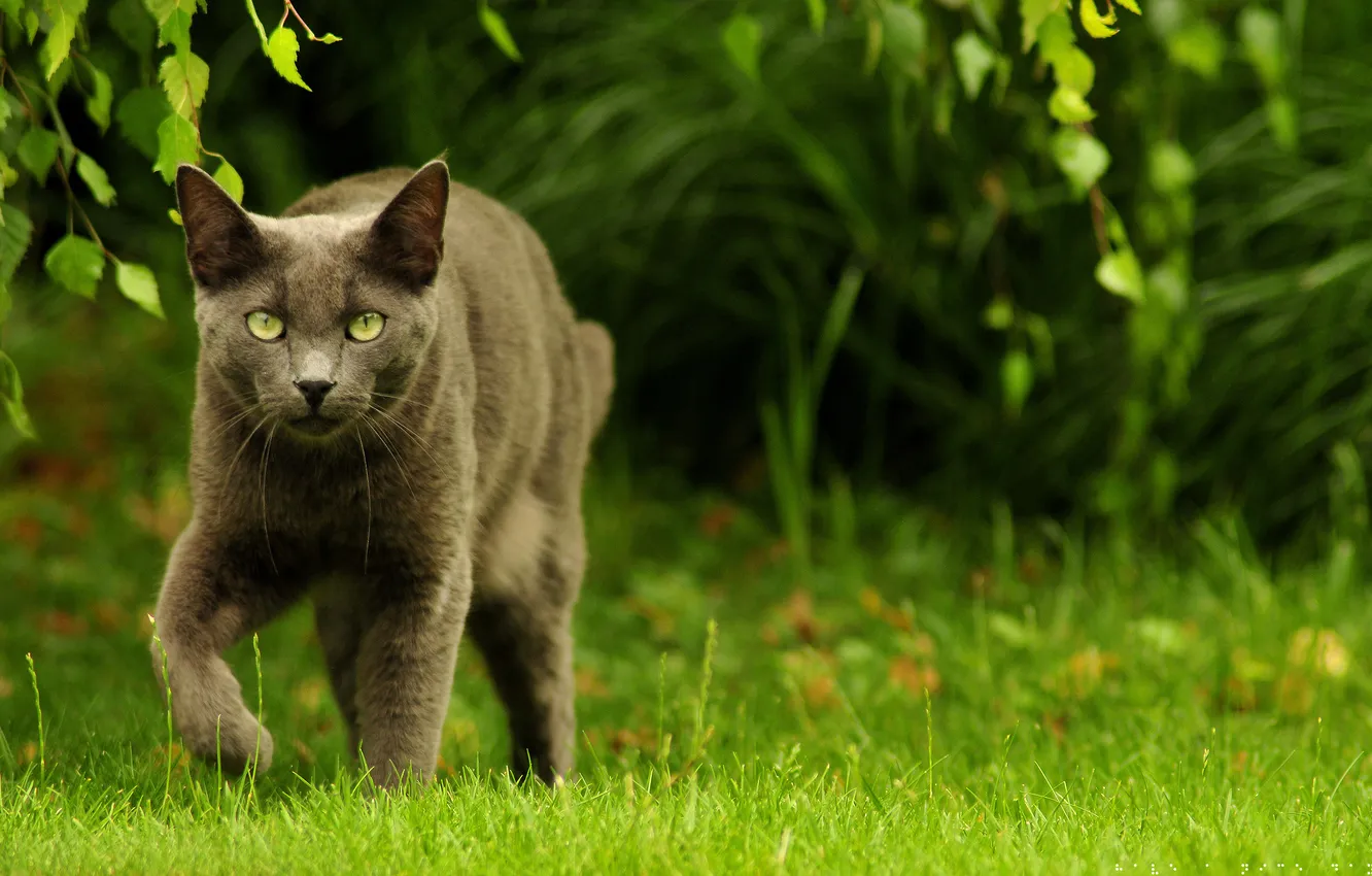 Photo wallpaper grass, eyes, walk, hunter