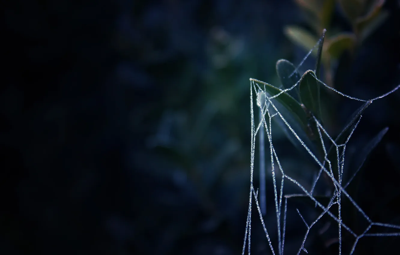 Photo wallpaper leaves, dark, plant, web, gossamer