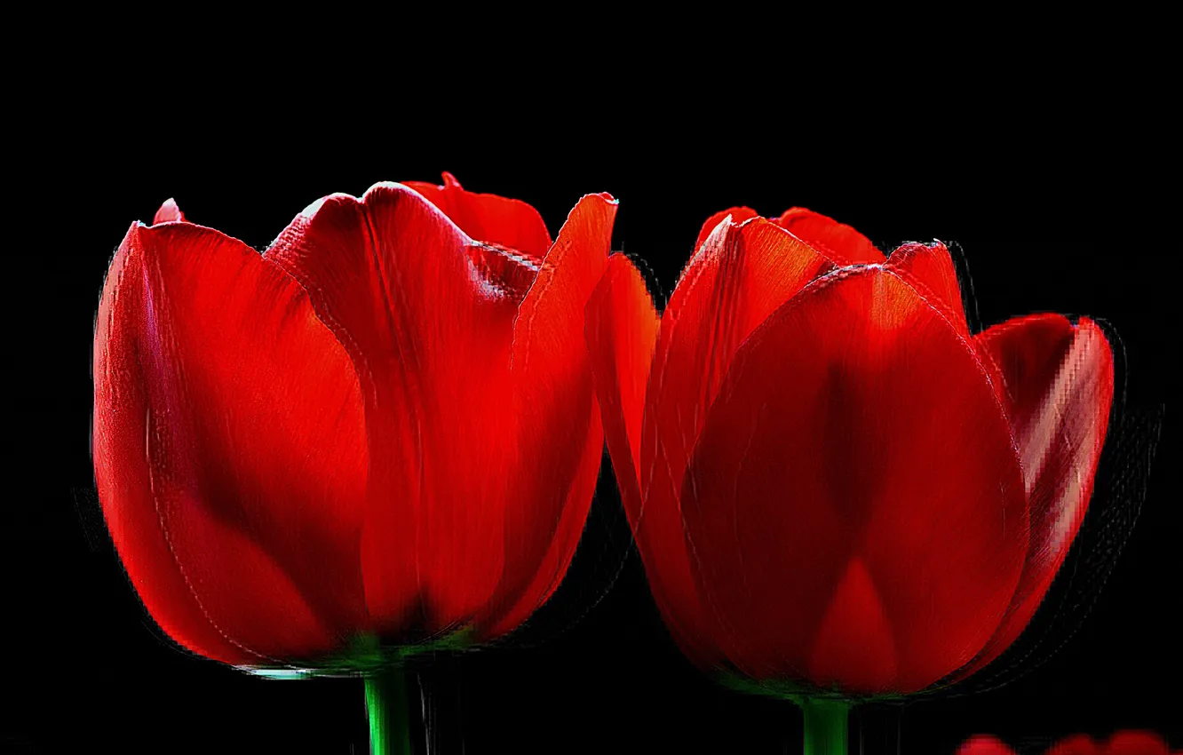 Photo wallpaper macro, nature, background, petals, tulips