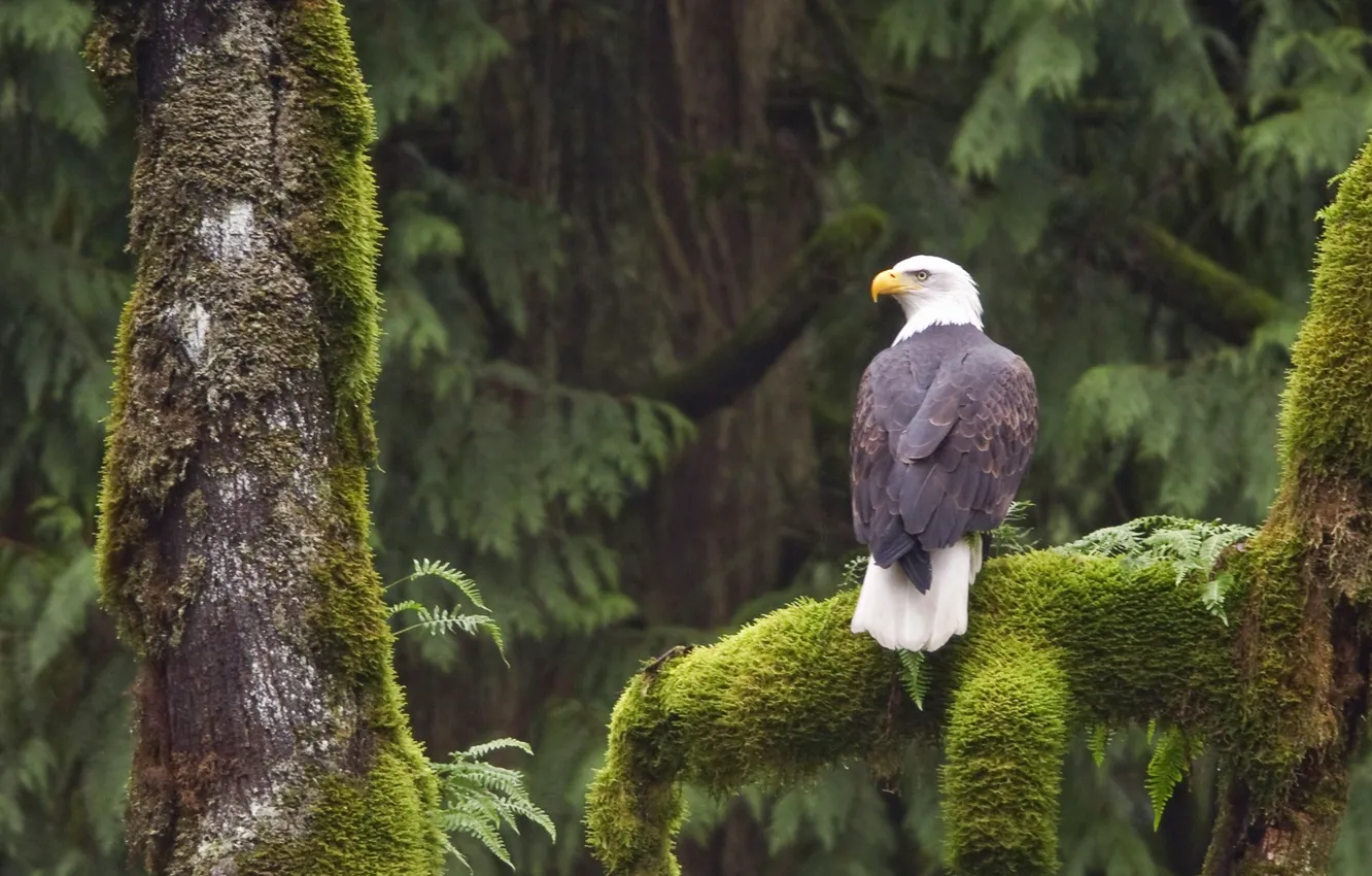 Photo wallpaper bird, america, wildlife, bald eagle