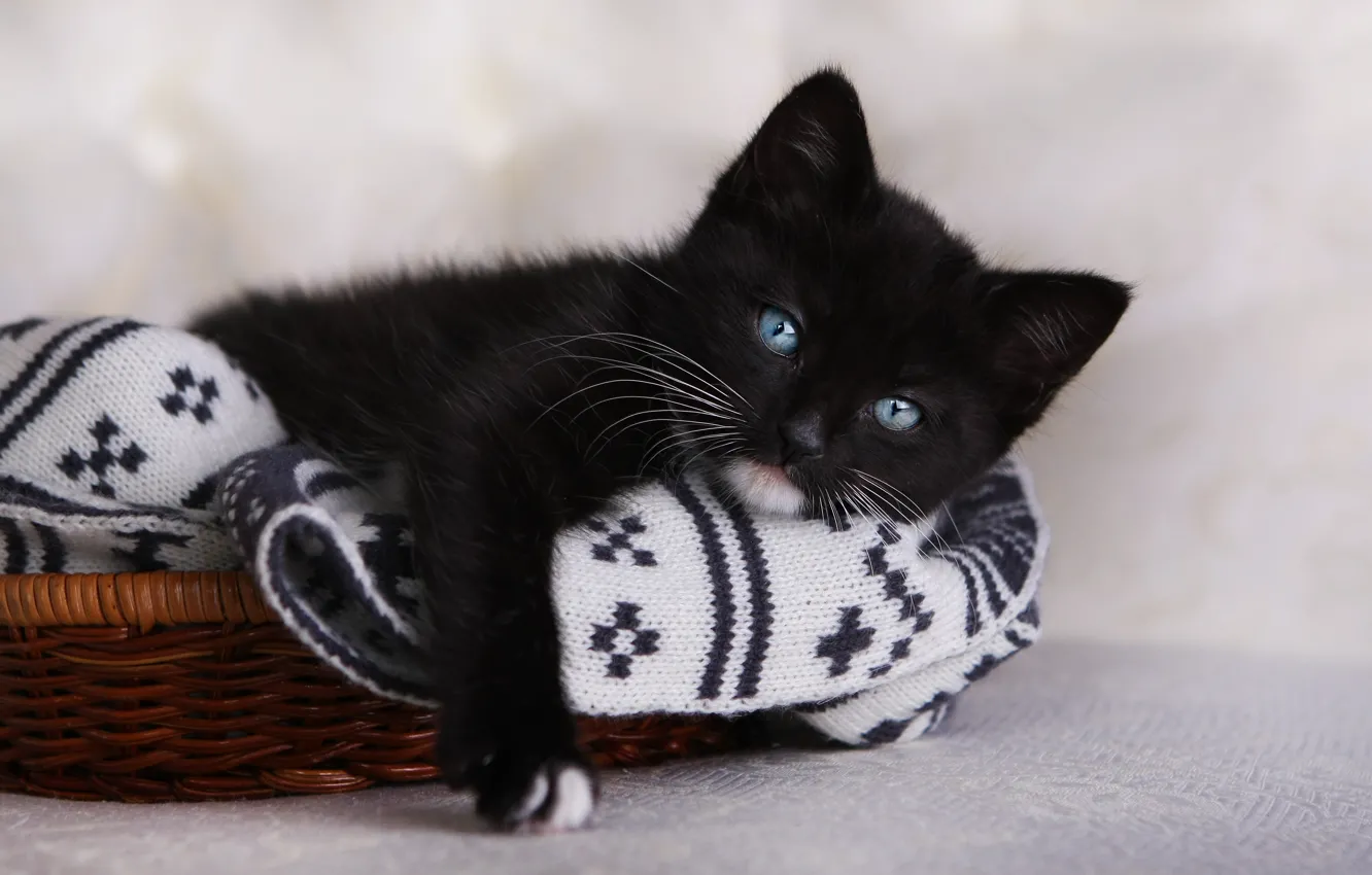 Photo wallpaper look, kitty, blue eyes, black kitten