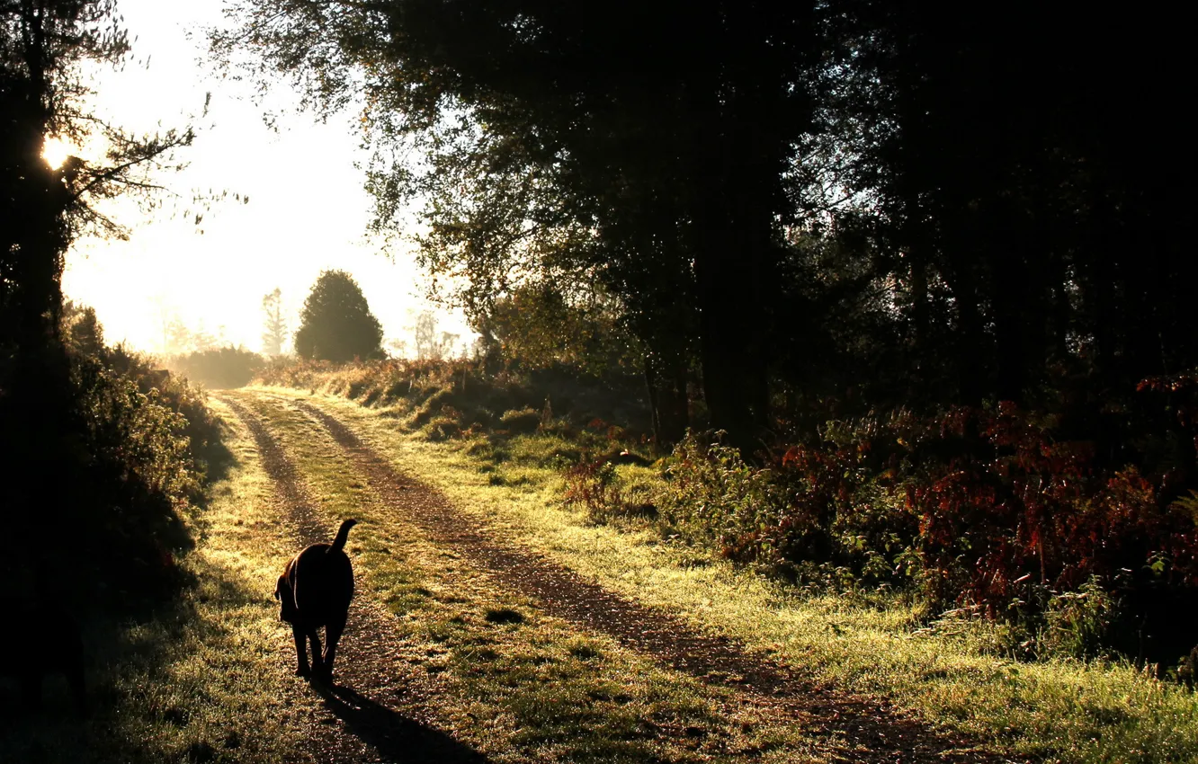 Photo wallpaper road, light, dog
