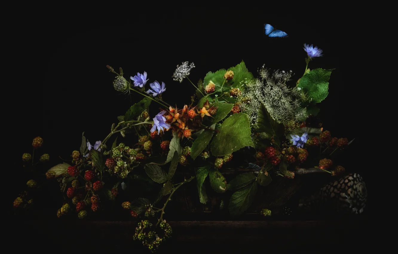 Photo wallpaper leaves, flowers, branches, berries, butterfly, shell, black background, BlackBerry