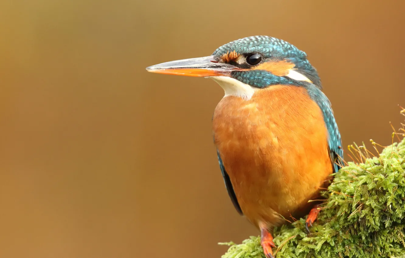 Photo wallpaper greens, orange, branches, background, bird, bright, moss, bird