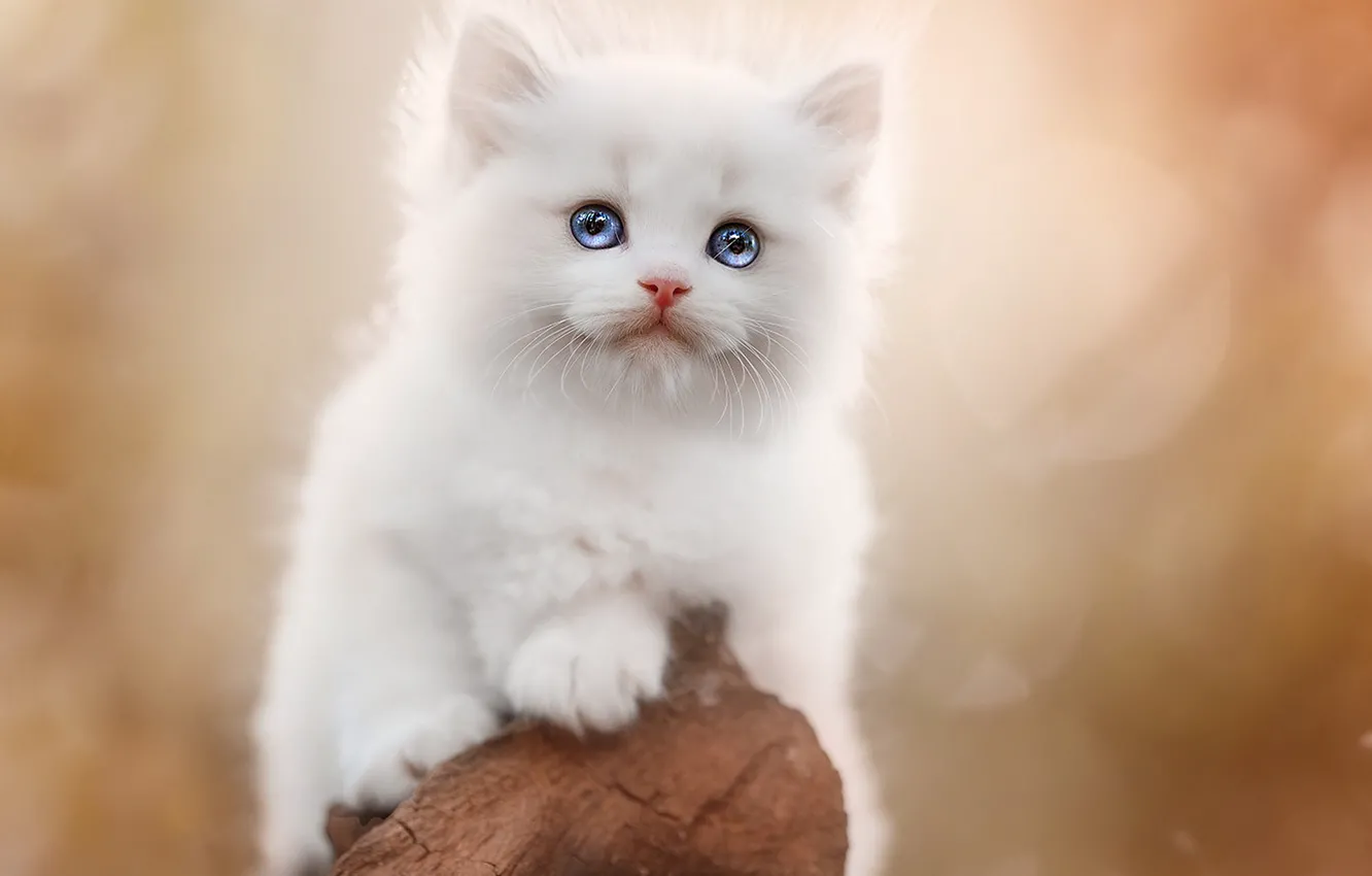 Photo wallpaper sweetheart, kitty, Ragdoll, cat, look, pose, blue eyes, nature